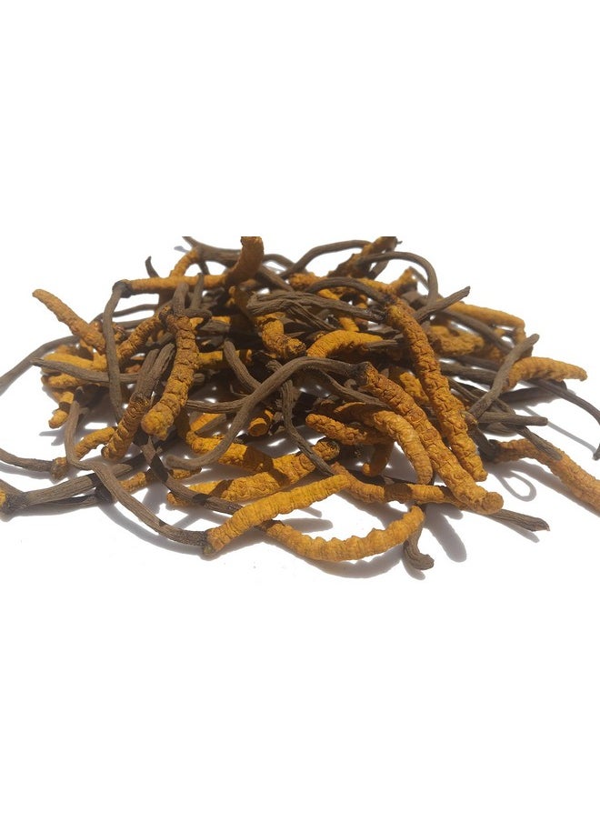 GinsengStoreAndMore Wild Cordyceps, Whole Himalyan Cordyceps Sinensis Mushroom, Genuine And Very Rare, High Grade, Boost Energy, Reduce Stress For Men And Women, 3 Grams  - Image 3