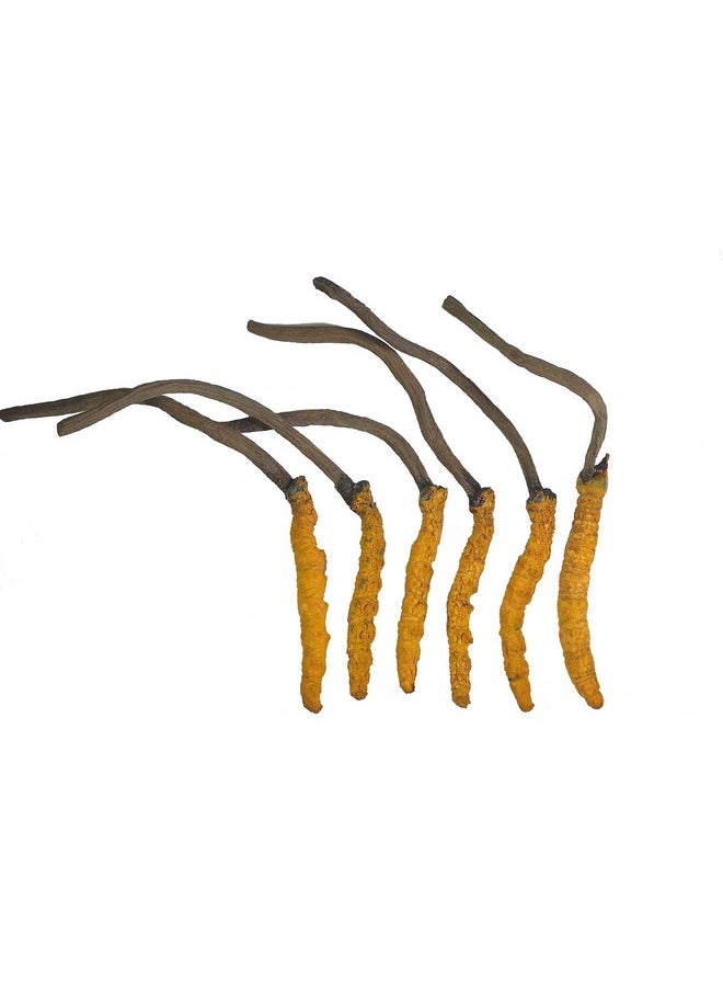 GinsengStoreAndMore Wild Cordyceps, Whole Himalyan Cordyceps Sinensis Mushroom, Genuine And Very Rare, High Grade, Boost Energy, Reduce Stress For Men And Women, 3 Grams  - Image 1