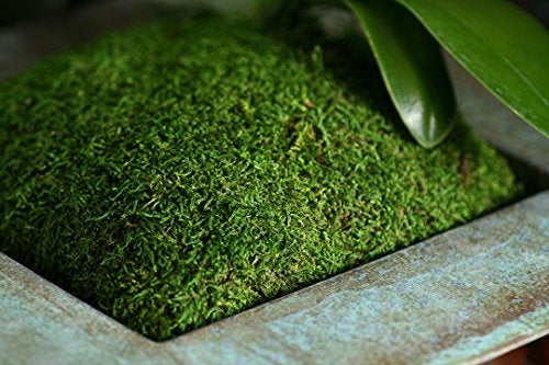 SuperMoss (21509) Sheet Moss Preserved, Fresh Green, 2oz - Image 2