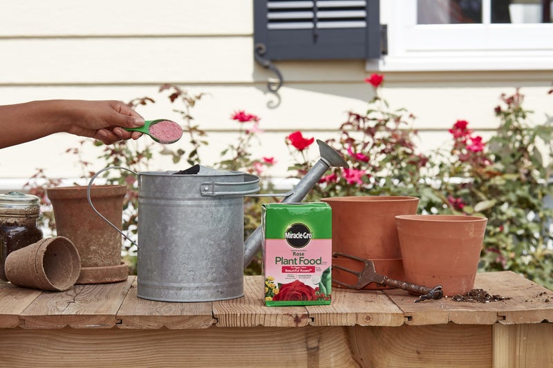 Miracle-Gro Water Soluble Rose Plant Food, 1.5 lb - Image 4