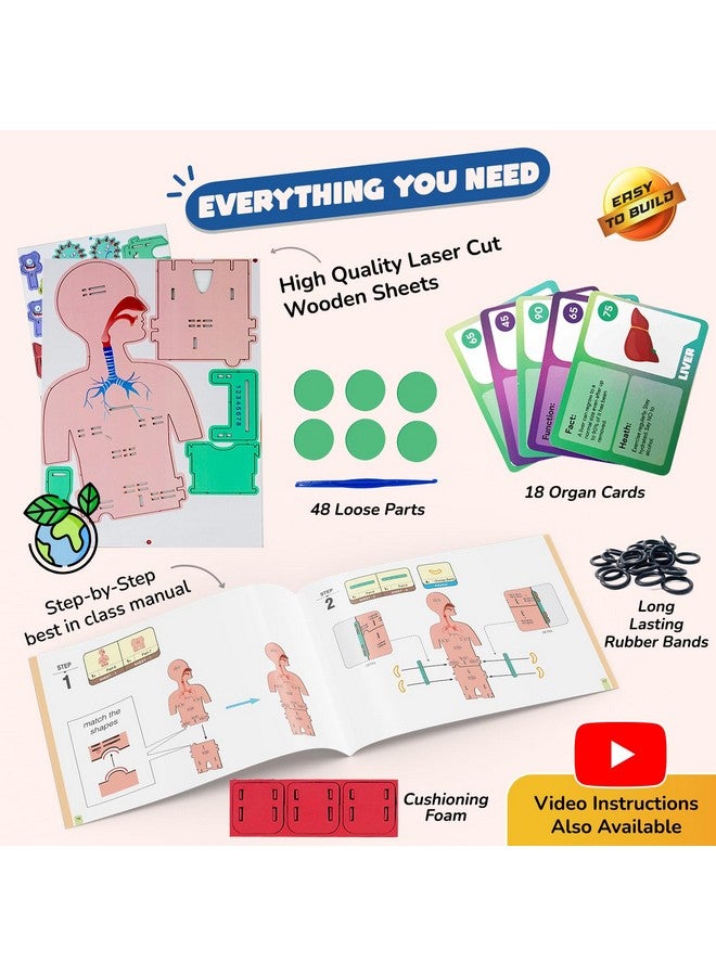 Smartivity Human Body Toy for Kids 6-12 Years | Body Organs & Functions | Birthday Gifts for Boys & Girls | DIY Science Toys for Kids 6,7,8,9,10,11,12,13,14 Years Old I STEM Wooden Construction Game - Image 5