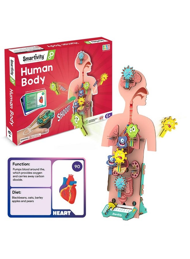 Smartivity Human Body Toy for Kids 6-12 Years | Body Organs & Functions | Birthday Gifts for Boys & Girls | DIY Science Toys for Kids 6,7,8,9,10,11,12,13,14 Years Old I STEM Wooden Construction Game - Image 1