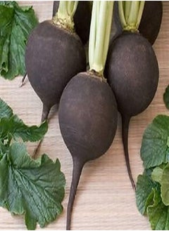 GGOOT 100pcs Black Spanish Round  Hot Spicy European  Root Vegetable Seeds  - Image 1