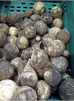 GGOOT 100pcs Black Spanish Round  Hot Spicy European  Root Vegetable Seeds  - Image 2