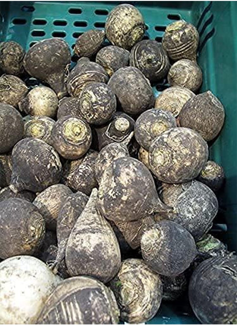 GGOOT 100pcs Black Spanish Round  Hot Spicy European  Root Vegetable Seeds  - Image 2