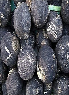 GGOOT 100pcs Black Spanish Round  Hot Spicy European  Root Vegetable Seeds  - Image 3