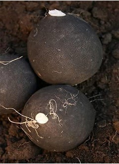 GGOOT 100pcs Black Spanish Round  Hot Spicy European  Root Vegetable Seeds  - Image 4