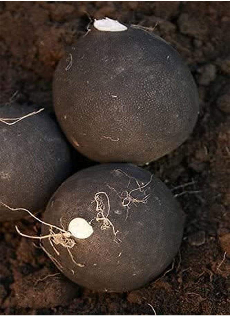 GGOOT 100pcs Black Spanish Round  Hot Spicy European  Root Vegetable Seeds  - Image 4