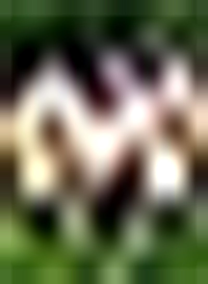 GGOOT 5pcs Mixed Color Tulip Seeds Exotic Perennials Bring Sense of Accomplishment Suitable for Beginners Novice Gardeners DIY Garden Craft Art Decoration - Image 1