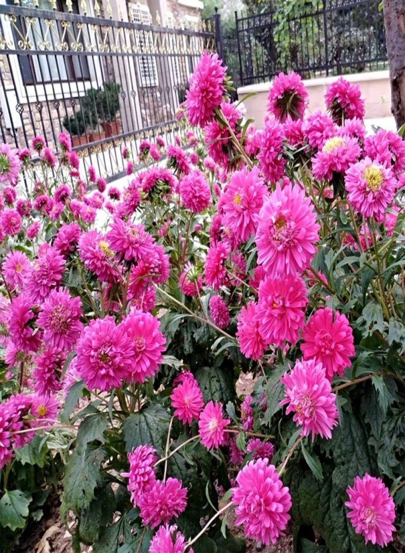GGOOT Garden Flowers Seed Collection Grow,Chrysanthemum seeds-Aster 500g_seed,Ornamental Flowers Seeds - Image 2