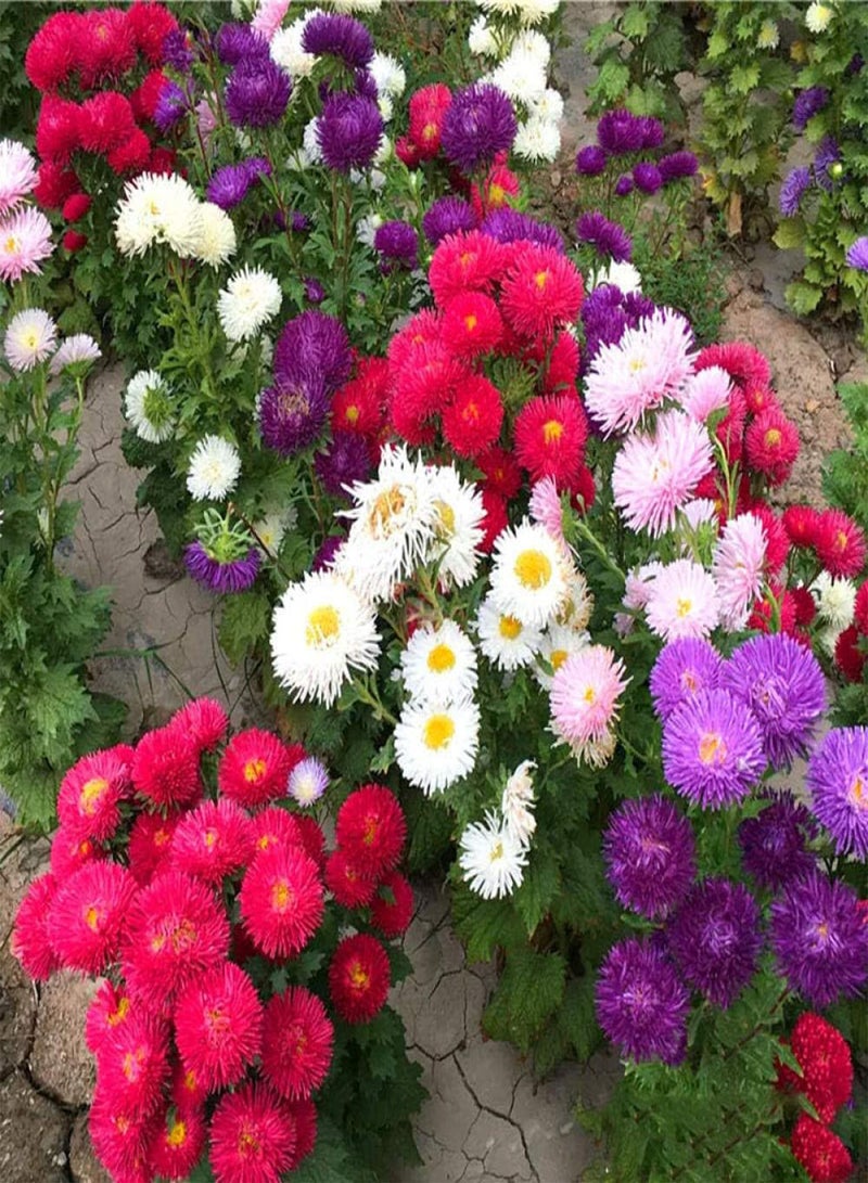 GGOOT Garden Flowers Seed Collection Grow,Chrysanthemum seeds-Aster 500g_seed,Ornamental Flowers Seeds - Image 1