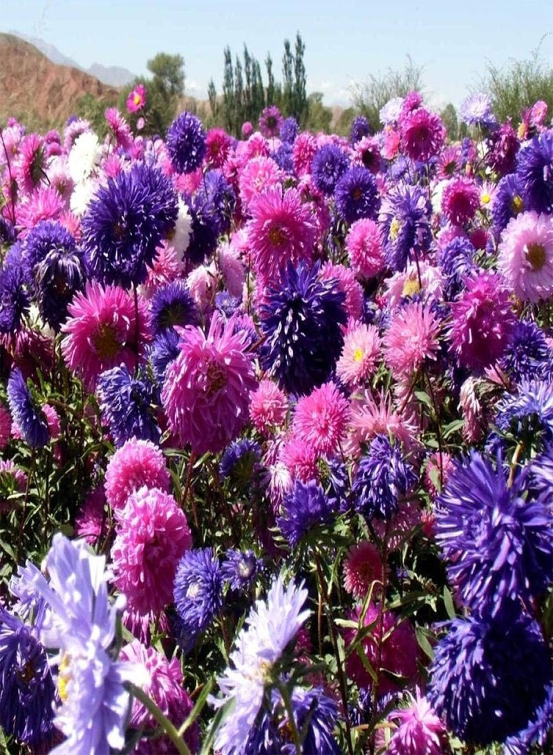 GGOOT Garden Flowers Seed Collection Grow,Chrysanthemum seeds-Aster 500g_seed,Ornamental Flowers Seeds - Image 3