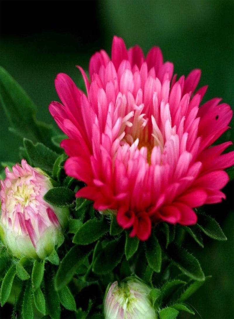 GGOOT Garden Flowers Seed Collection Grow,Chrysanthemum seeds-Aster 500g_seed,Ornamental Flowers Seeds - Image 4