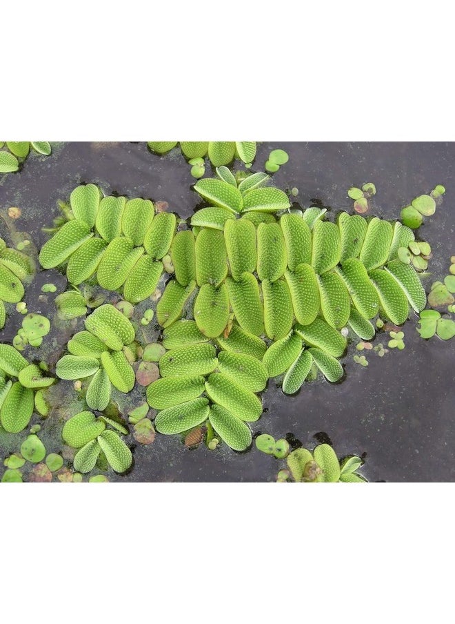 creative farmer - Gardenrare Floating Watermoss (Salvinia Natans) Fern 10Live Aquatic Plants For Growing (Healthy Plant) - Image 1