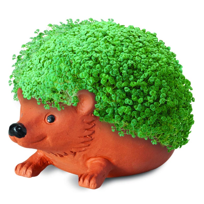 Chia Pet Hedgehog with Seed Pack, Decorative Pottery Planter, Easy to Do and Fun to Grow, Novelty Gift, Perfect for Any Occasion, Terra Cotta - Image 4
