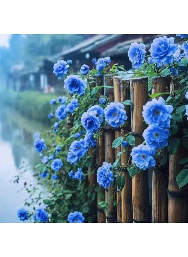500 قطعة من بذور الورد المتسلق باللون الأزرق لزراعة الحديقة