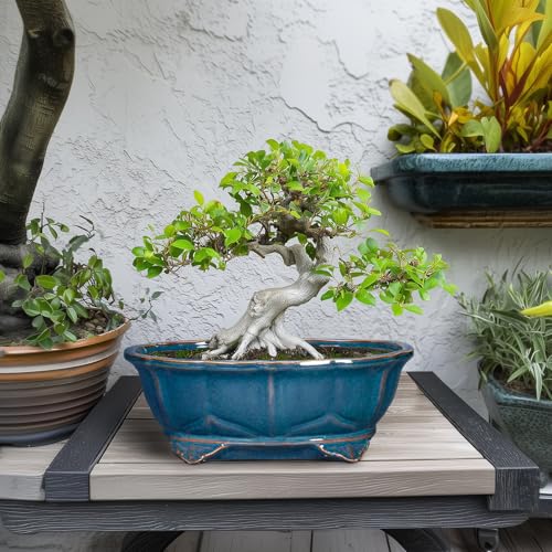 Teagas Bonsai Tree Pot - 11 Inch Ceramic Succulent Pots, Bonsai Planter for Indoor Outdoor, Decorative Plant Pot with Drainage Hole, Oval Flower Pot, Home Garden Decor, Garden Gifts, Retro Blue - Image 3