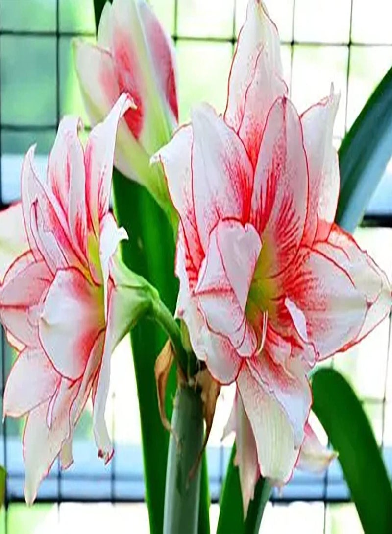 GGOOT 2Stück Amaryllis Zwiebeln in gemischten Farben mehrjährige ländliche Landschaft Starke Anpassungsfähigkeit genießen Sie den Spaß beim Pflanzen seltener Sorten schwacher Duft wenn Blumen blühen - Image 2