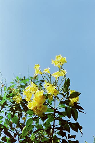 RETO Amber Color Negative, 27EXP, 35MM Cine Film (D400) - Image 4