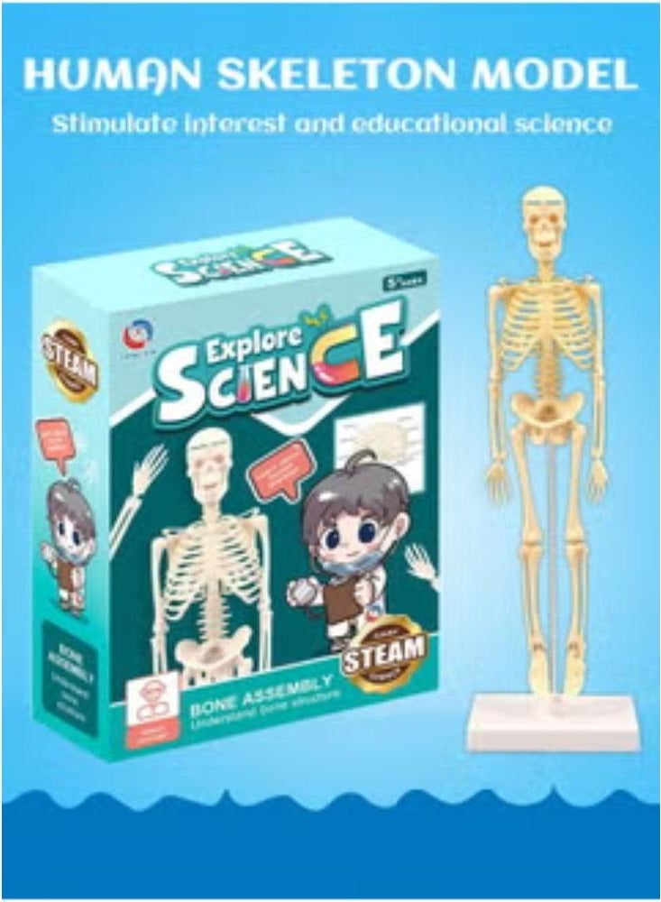GROIC Mini Human Skeleton Model with Movable Arms Legs and Stand for Kid to Study Educational toys Explore science - Image 2