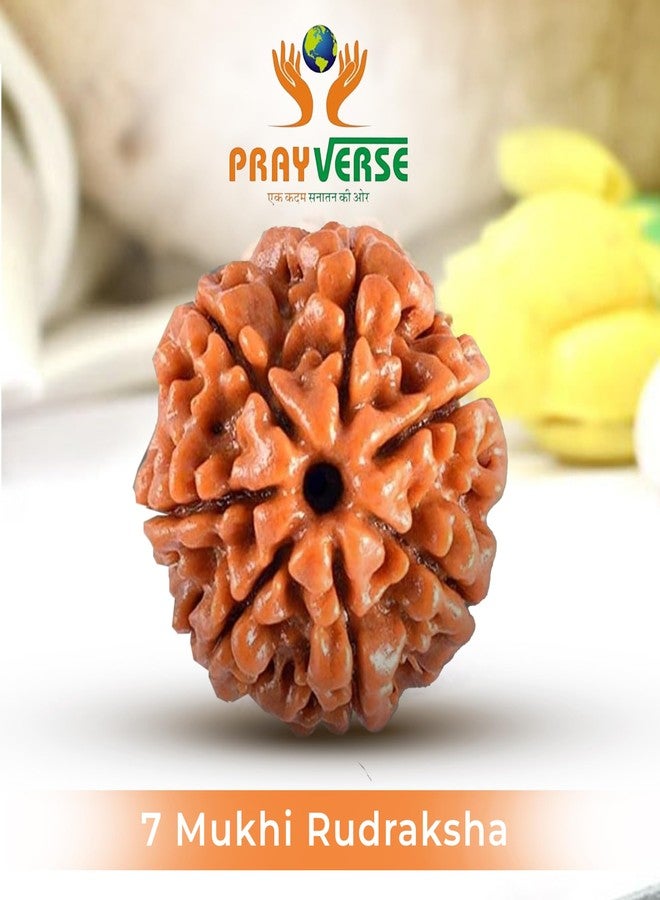 PRAYVERSE 07 Seven Mukhi Rudraksha معتمد وأصلي نيبالي 7 Mukhi Rudraksh طبيعي 7 وجه Rudraksha (بني) مع شهادة - Image 3