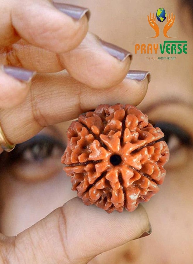 PRAYVERSE 07 Seven Mukhi Rudraksha معتمد وأصلي نيبالي 7 Mukhi Rudraksh طبيعي 7 وجه Rudraksha (بني) مع شهادة - Image 2