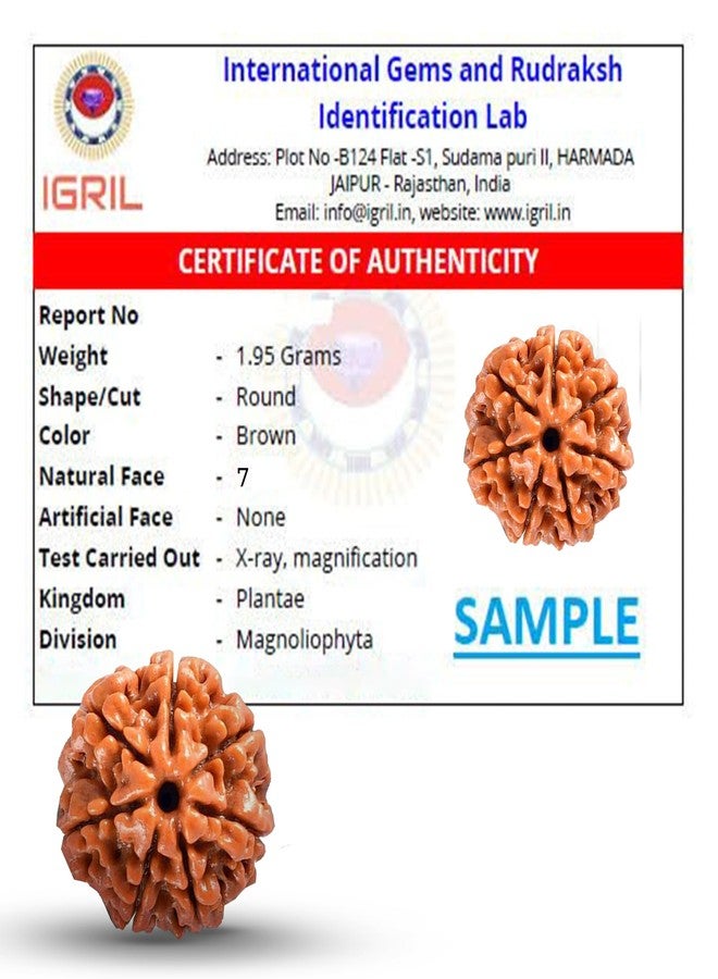 PRAYVERSE 07 Seven Mukhi Rudraksha معتمد وأصلي نيبالي 7 Mukhi Rudraksh طبيعي 7 وجه Rudraksha (بني) مع شهادة - Image 5