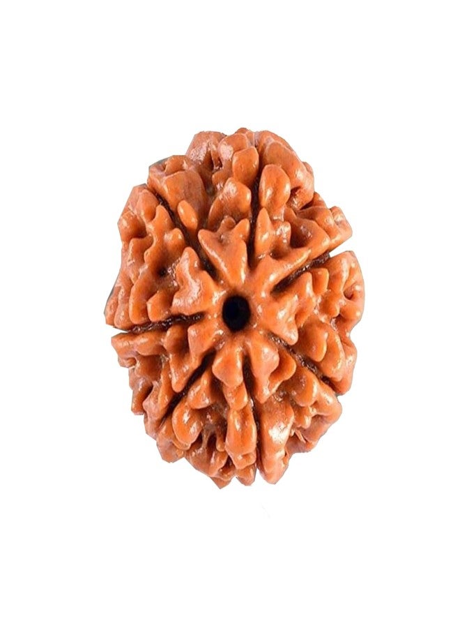 PRAYVERSE 07 Seven Mukhi Rudraksha معتمد وأصلي نيبالي 7 Mukhi Rudraksh طبيعي 7 وجه Rudraksha (بني) مع شهادة - Image 1