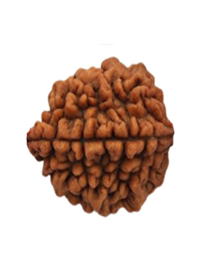 MAYAPURI Natural 2 Mukhi Rudraksha (Brown) /2 Face Rudraksha Bead (Pendant) for Men & Women (Pack of 1) - Image 2