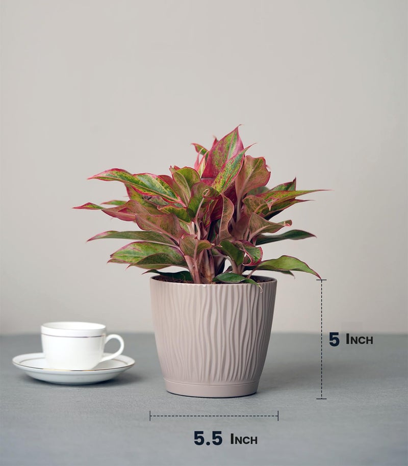 Nurturing Green® Set of 4 Self Watering Pots for Home, Decor & Garden | Flower Pots, Planters for Indoor Plants | Plastic Pots for Living Room (Color: Mocha, Size: 14cm x 12.5cm Each) - Image 5