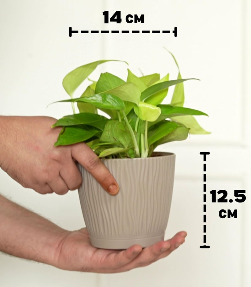 Nurturing Green® Set of 4 Self Watering Pots for Home, Decor & Garden | Flower Pots, Planters for Indoor Plants | Plastic Pots for Living Room (Color: Mocha, Size: 14cm x 12.5cm Each) - Image 4