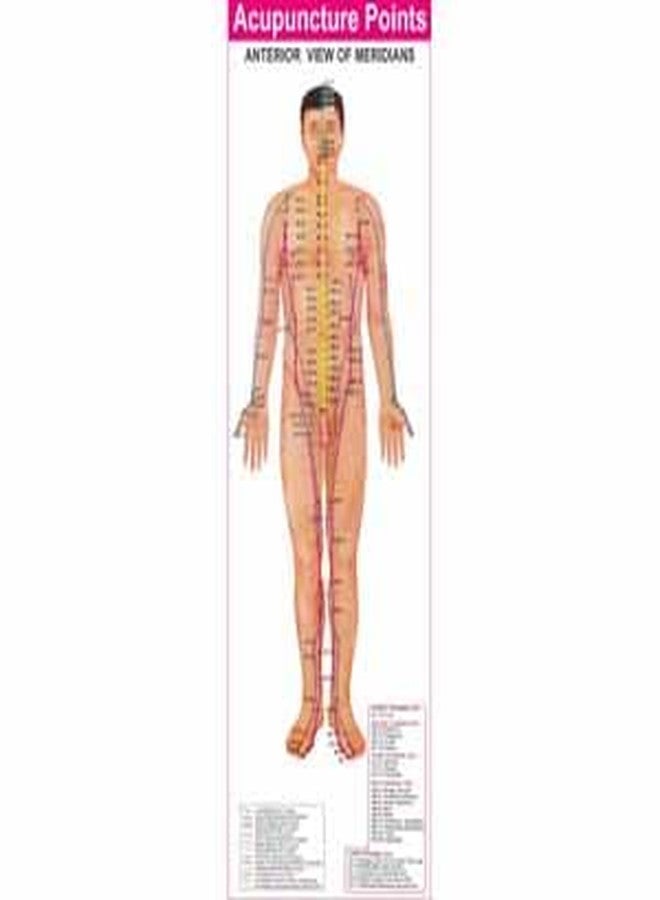 Dr. Choudhary TCM Acupuncture Meridian Point Chart Set of 4, Classical Meridian Acupressure Points on Anterior, Posterior, Lateral Body & Head All Clear Views (Hindi & English Medium) - Image 5