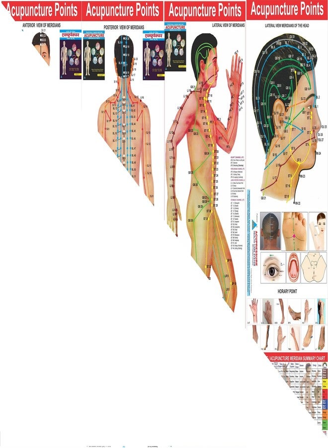 Dr. Choudhary TCM Acupuncture Meridian Point Chart Set of 4, Classical Meridian Acupressure Points on Anterior, Posterior, Lateral Body & Head All Clear Views (Hindi & English Medium) - Image 3