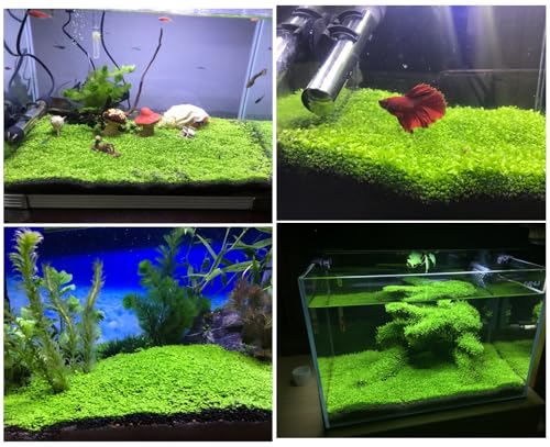 LUKAWES 2 Pack Aquarium Plants for Fish Tank, Easy Growing, Real Carpet Decor for Fish Tank/Terrarium - Image 5