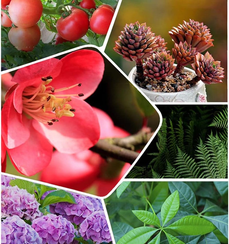 كلاراكو سماد عضوي متعدد الاستخدامات بطيء الإطلاق من هوم جاردنينج، 22 قرصًا، سماد عظام عضوي للنباتات، مسحوق عظام عضوي، سماد مركز متعدد الأغراض سهل الاستخدام للنباتات (عبوتان/44 قرصًا) - Image 4