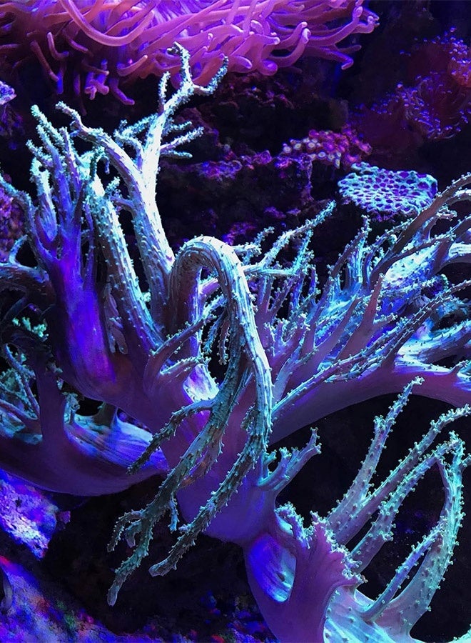 Seachem فوسغارد - 250 مل - Image 3