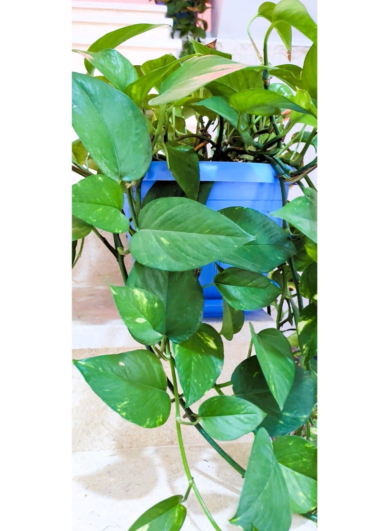Live Golden Pothos Hanging Indoor Houseplant - Air Purifying Natural Plant in Pot - Image 5