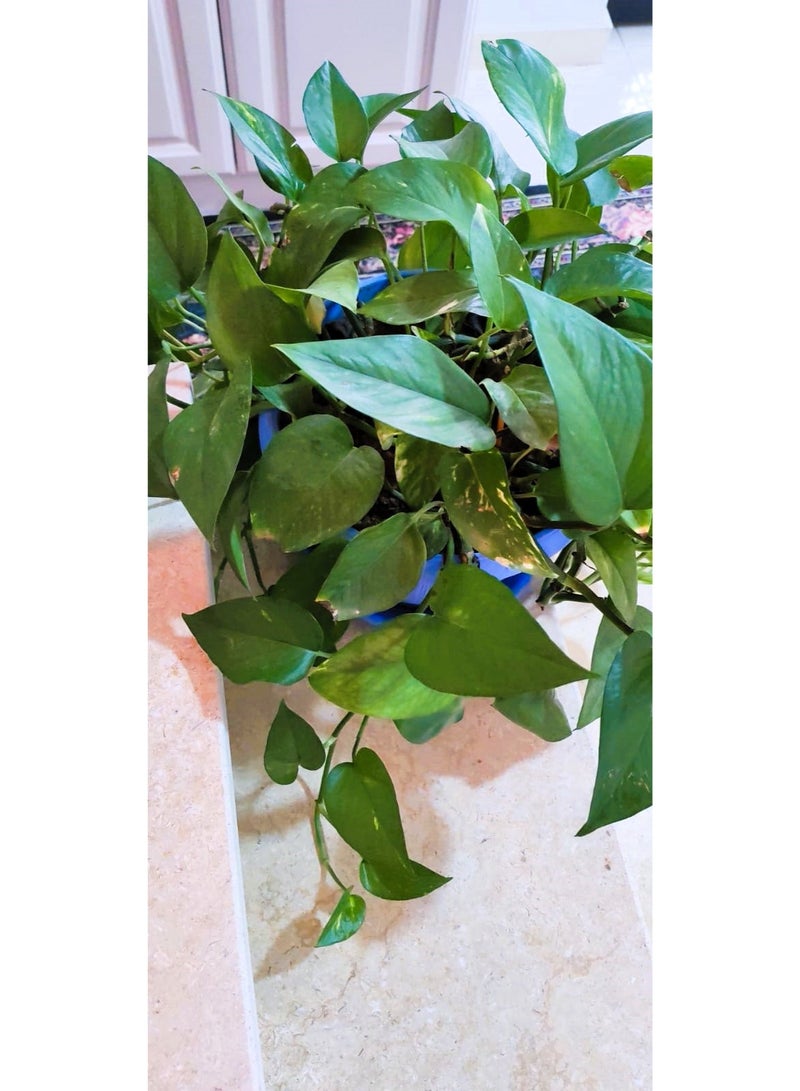 Live Golden Pothos Hanging Indoor Houseplant - Air Purifying Natural Plant in Pot - Image 2