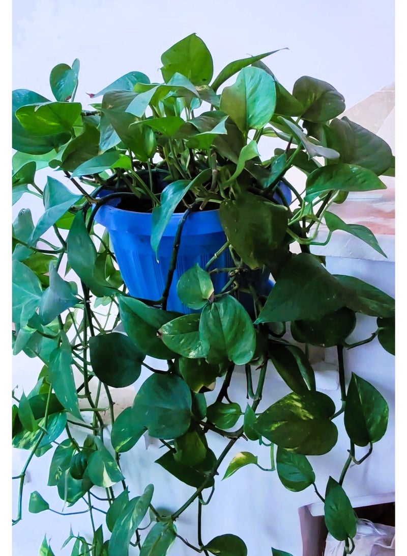 Live Golden Pothos Hanging Indoor Houseplant - Air Purifying Natural Plant in Pot - Image 1