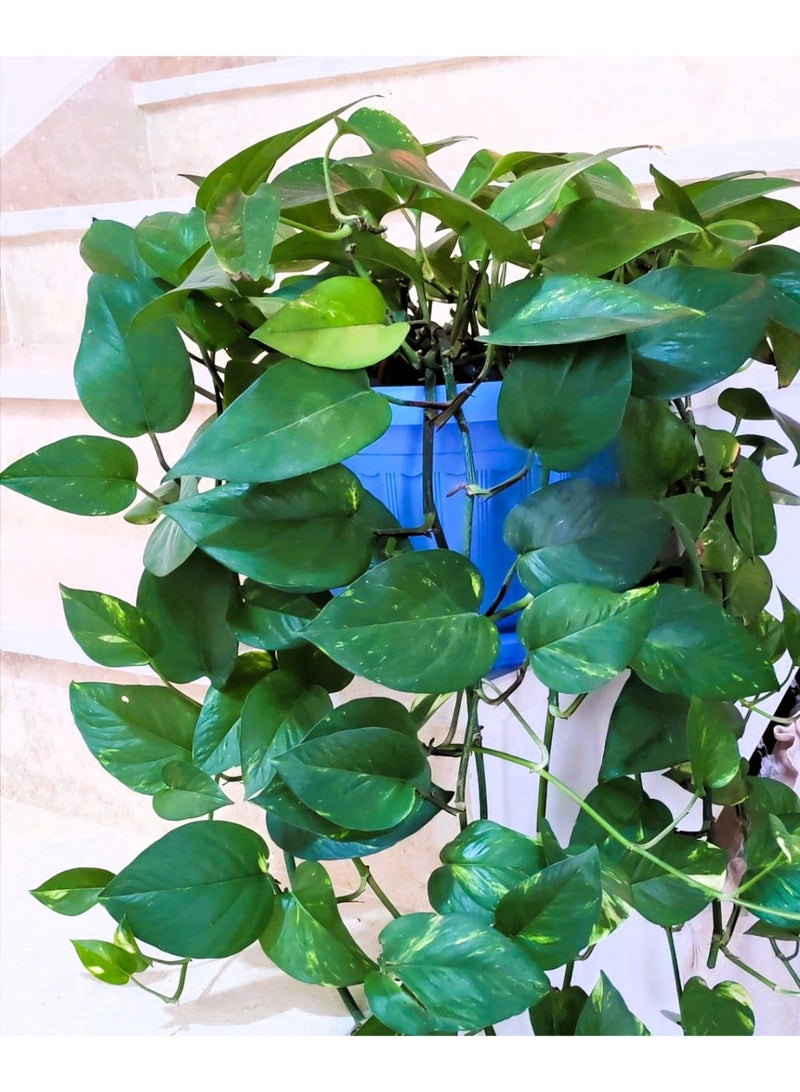 Live Golden Pothos Hanging Indoor Houseplant - Air Purifying Natural Plant in Pot - Image 3