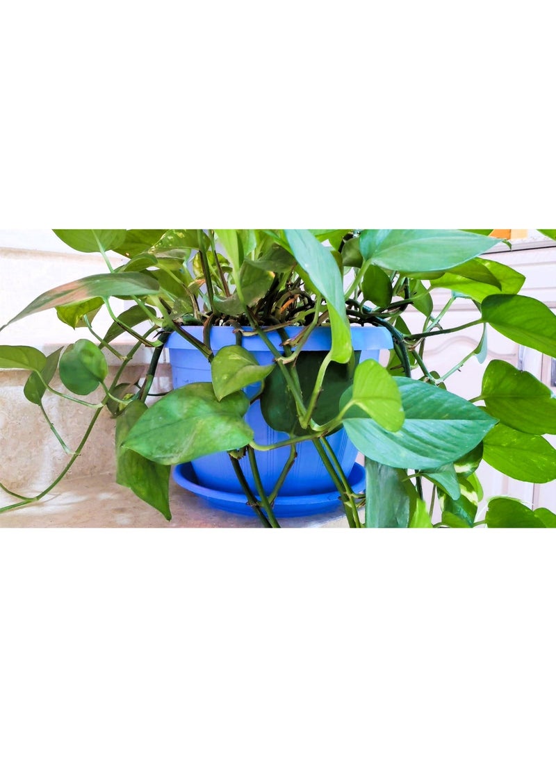 Live Golden Pothos Hanging Indoor Houseplant - Air Purifying Natural Plant in Pot - Image 4