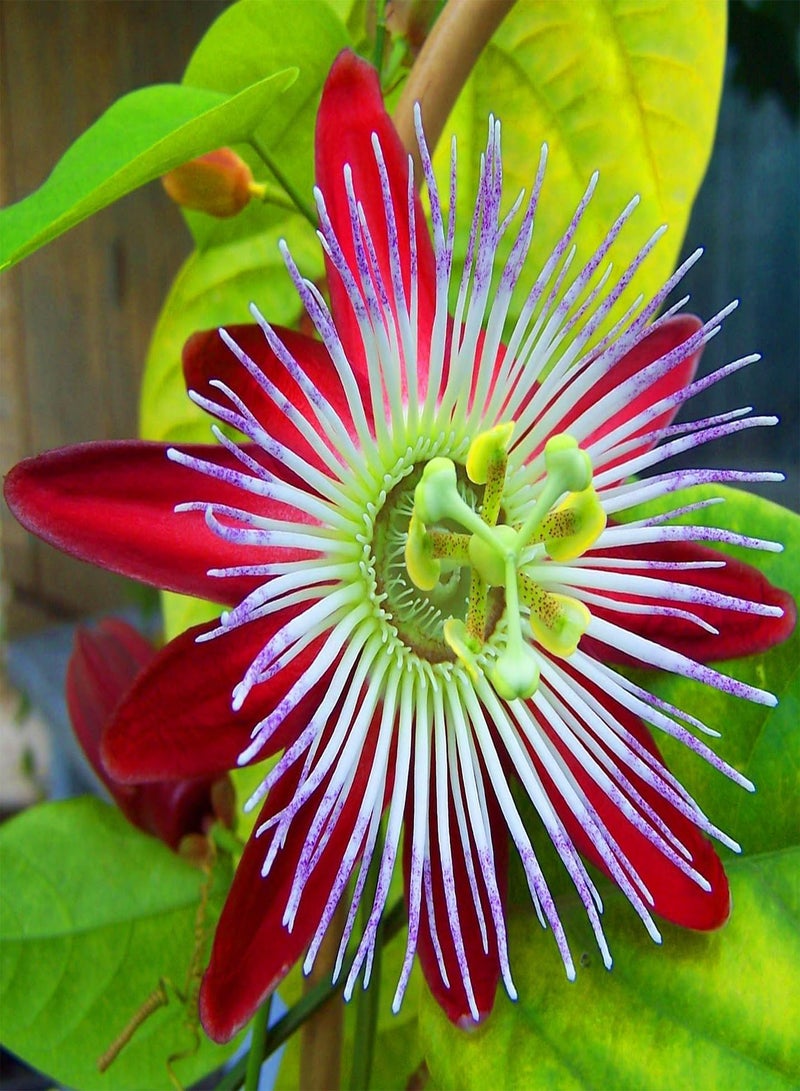 GGOOT Rare Passionflower Flower Seeds - Passiflora Quadrangularis - 8 Houseplant Seeds - Image 1