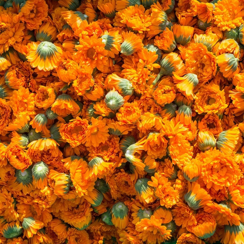 Weleda Calendula Toothpaste 75ml - Image 3