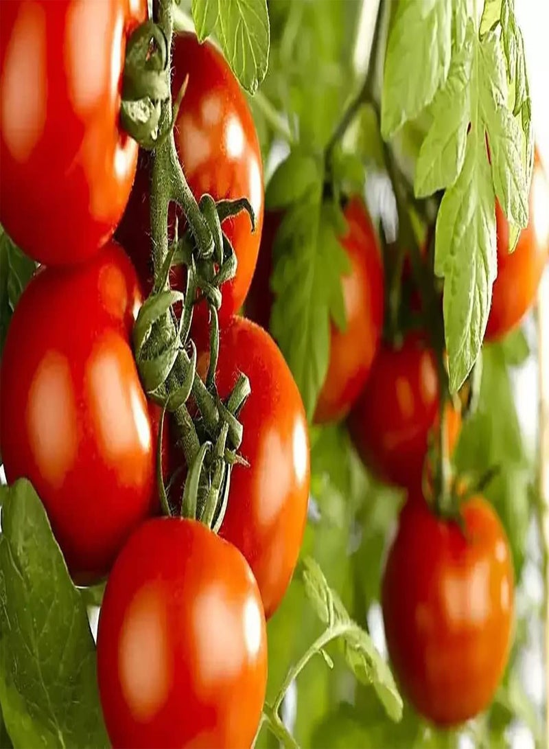 GGOOT 100Stück Tomatensamen Erleben Sie das Pflanzenvergnügen Notwendig Starke Anpassungsfähigkeit Frischer Duft Gartenhofpflanzen Bevorzugte Bedienung Einfach - Image 2