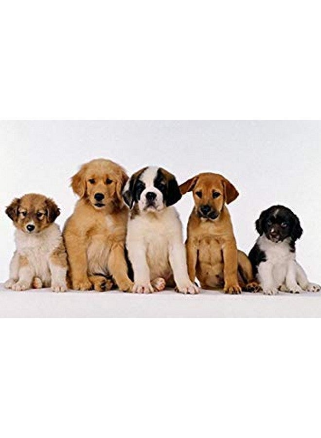 LiviaOne BioLifePet Liquid Probiotics for Dogs, Organic Dog Probiotic Supplements, Puppy and Dog Pet Probiotics, 4 Fl Oz (Pack of 1) - Image 4