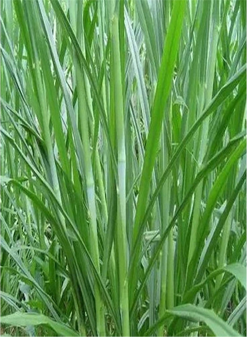 GGOOT 500Pcs/Bag Pennisetum Purpureum Seeds for Planting,Herb Non GMO Green Bonsai Garden Napier Grass Seeds for Balcony Grow Your Own Garden - Sweet Elephant Grass Seeds - Image 2