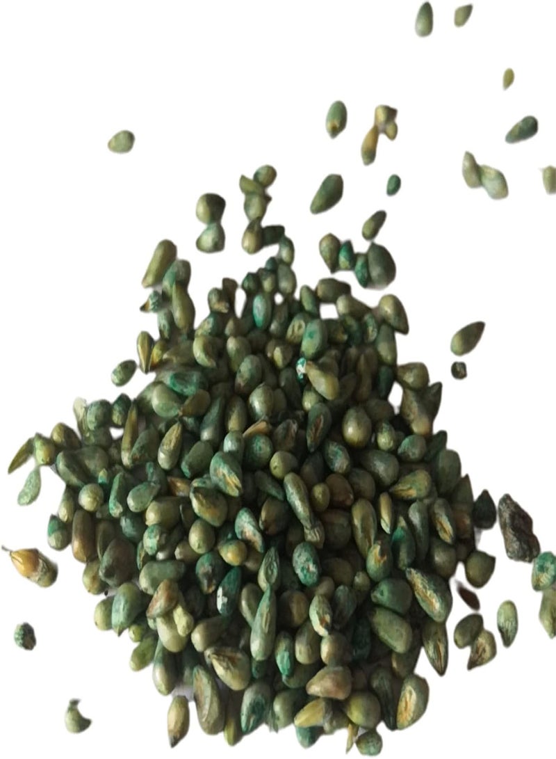 GGOOT 500Pcs/Bag Pennisetum Purpureum Seeds for Planting,Herb Non GMO Green Bonsai Garden Napier Grass Seeds for Balcony Grow Your Own Garden - Sweet Elephant Grass Seeds - Image 5