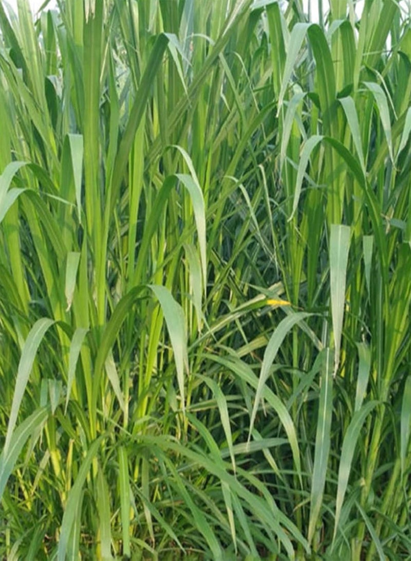 GGOOT 500Pcs/Bag Pennisetum Purpureum Seeds for Planting,Herb Non GMO Green Bonsai Garden Napier Grass Seeds for Balcony Grow Your Own Garden - Sweet Elephant Grass Seeds - Image 4