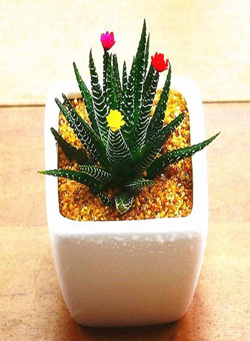 GGOOT 100Pcs/Bag Haworthia Fasciata Seeds Aloe Vera Seeds Succulent Plant Seed Flower Bonsai - 2  - Image 2
