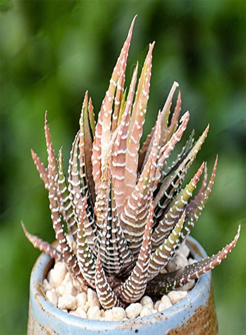 GGOOT 100Pcs/Bag Haworthia Fasciata Seeds Aloe Vera Seeds Succulent Plant Seed Flower Bonsai - 2  - Image 3